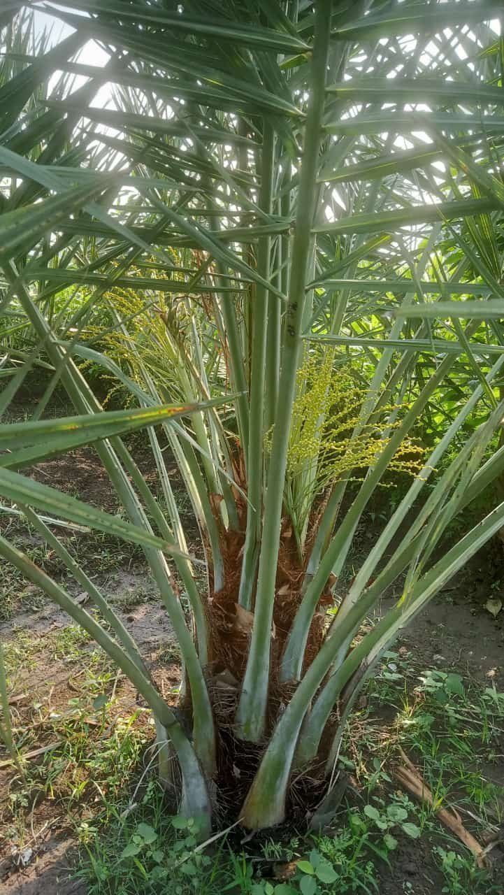 Kurma, Gemilang, Kebun Kurma